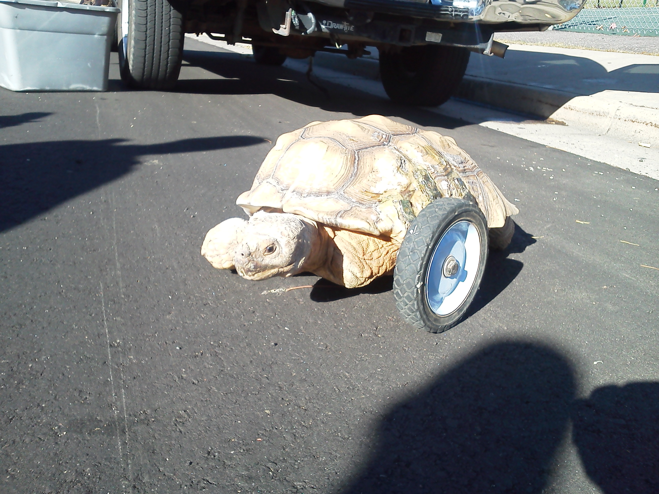 "Stumpy" the African Spurrred tortoise was one of 15 reptiles recovered when police found Phil Rakoci's stolen SUV on Oct. 18, 2012. (Photo: Dan Gillett)