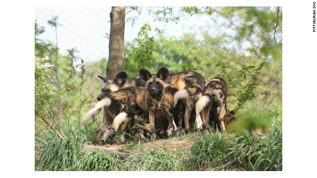 A photo of African painted dogs at the Pittsburgh Zoo. Some of the animals killed a boy who fell into their exhibit on Nov. 4, the zoo said (CNN). A photo of African painted dogs at the Pittsburgh Zoo. Some of the animals killed a boy who fell into their exhibit on Nov. 4, the zoo said (CNN).