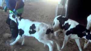 Quanah Cattle Co. investigation. Image from Compassion Over Killing video