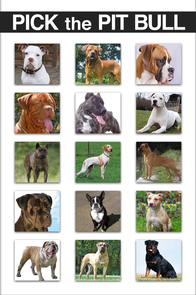 Pick-the-Pitbull-Postersmall