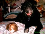 Animal Bffs