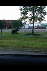 A black bear runs through the grass of the Lubrizol Corporation in Wickliffe. (Photo Credit: Wickliffe Police Department)