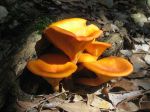 mushroom3