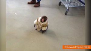 monkey