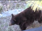 Dry Winter Weather Brings Out Bears and Bugs