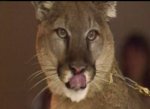 Nonlethal Protocol Now in Place for Mountain Lion Incidents