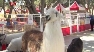 Petting Zoo at the California State Fair