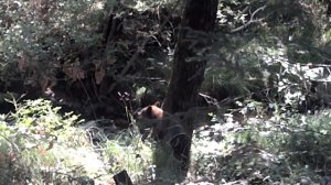 RAW VIDEO: Young Bear Looks for Food near Road