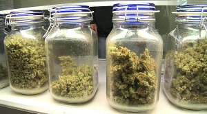 MarijuanaDispensary2