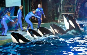 SeaWorld Killer Whales