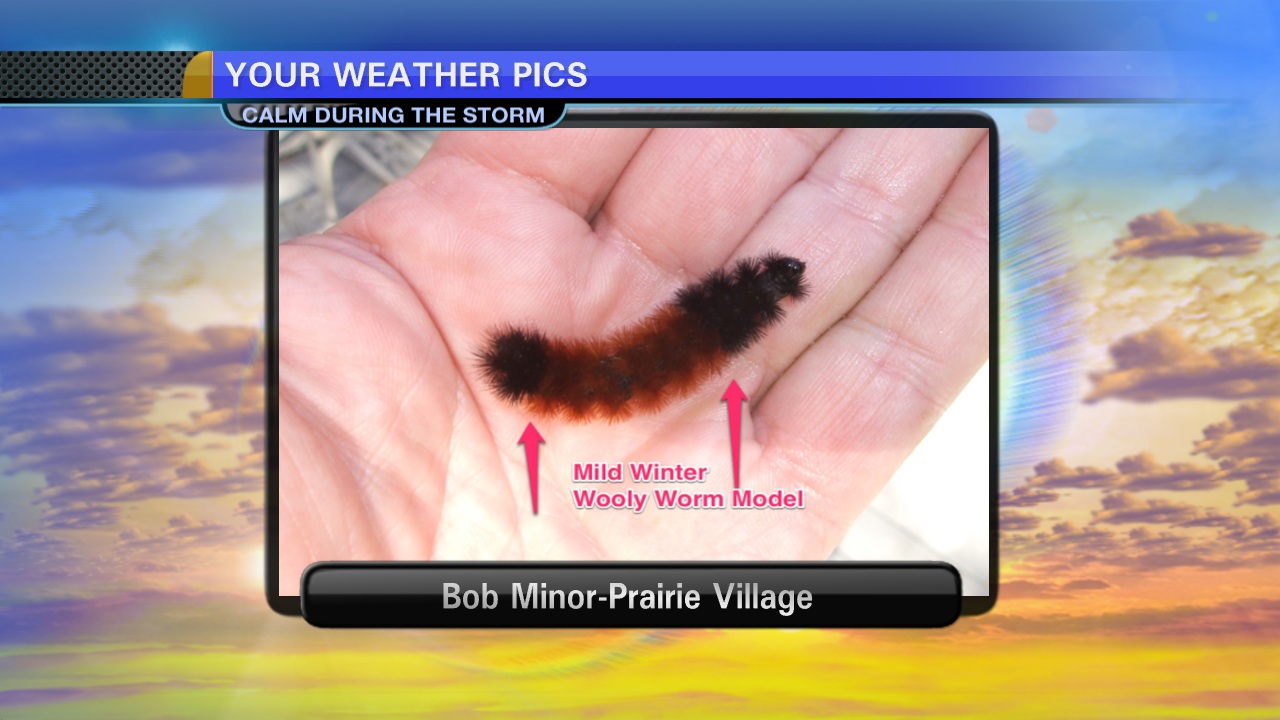 Pictures: Your Wooly Worms Predict Winter Forecast | FOX 4 Kansas City ...