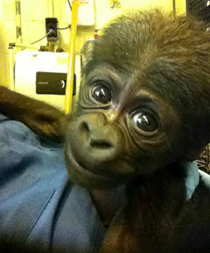 Third baby gorilla born at NC Zoo