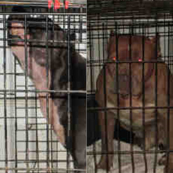 The two dogs involved in the fatal mauling in Kernersville (Forsyth Co. Animal Control)