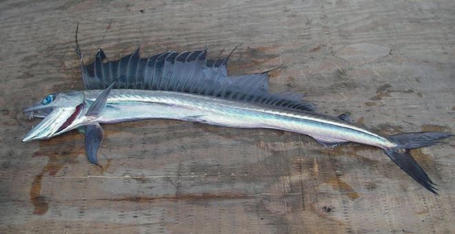A November 2006 photo of a lancetfish (Credit: NOAA)