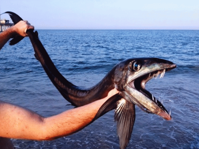 A Lancetfish was found Monday in Nags Head on beach south of Jennette’s Pier. (Daryl Law)