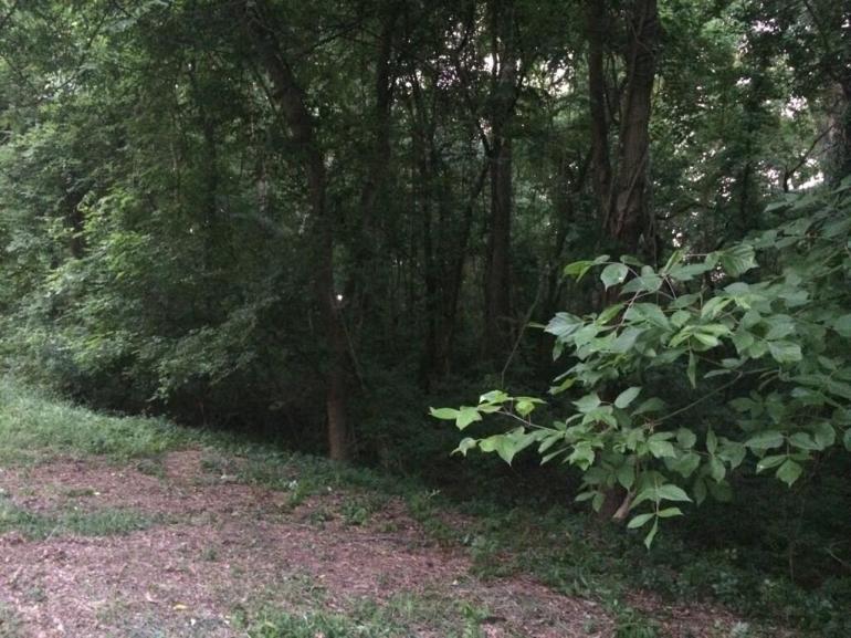 wooded