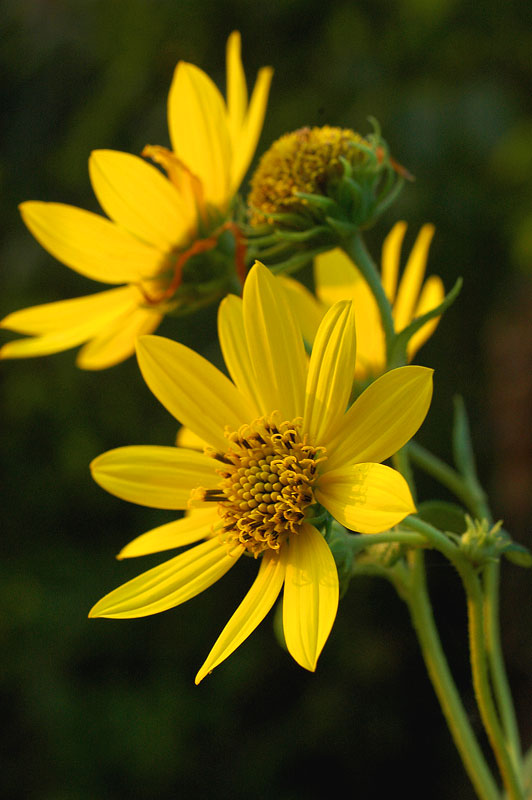 whorled_sunflower-closeup_800