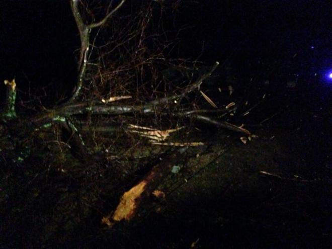 Strong winds snapped trees in Hughes, Ark., in half.