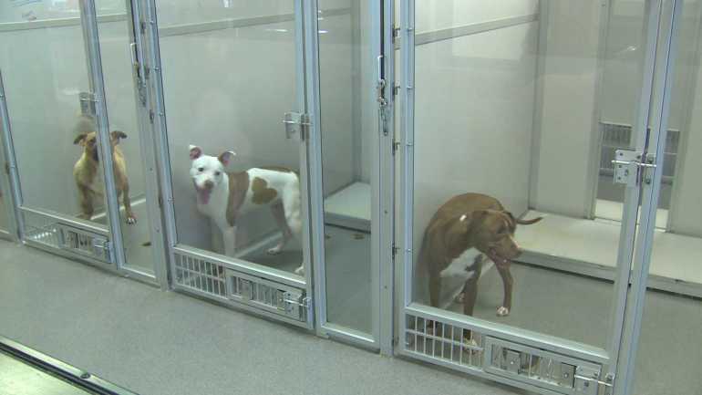 Animal Rescue League in Des Moines. (WHO-HD)