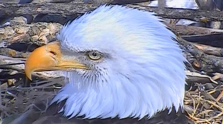 Still image from the Decorah Eagle Cam