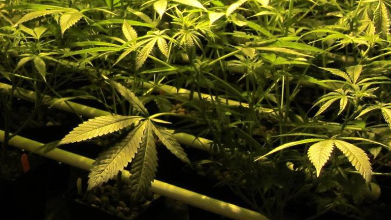 Marijuana grow operation. (CNN)