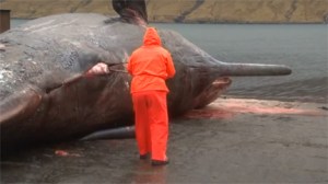 Sperm Whale Explodes