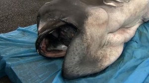 140508202328-vo-japan-megamouth-shark-00001501-tablet-large1