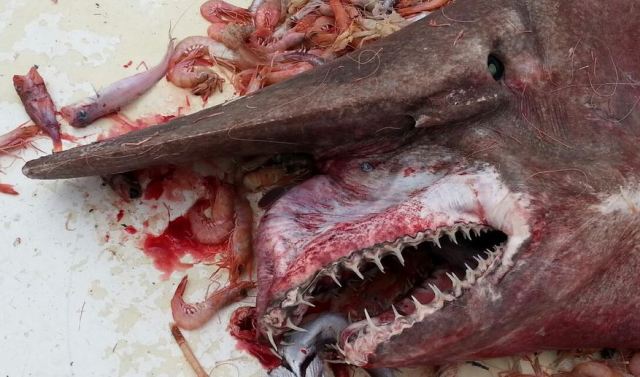 Goblin Shark