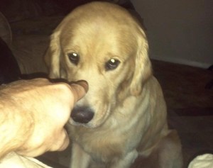 Photo of Aubie, the dog that was shot