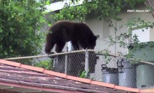 bear-arcadia-pic