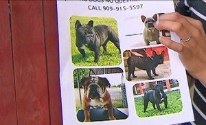 stolen-dogs