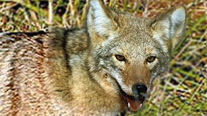 coyote-attack-bg