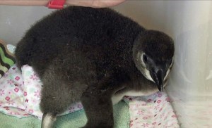 penguin-piuc