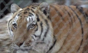 tiger-pic