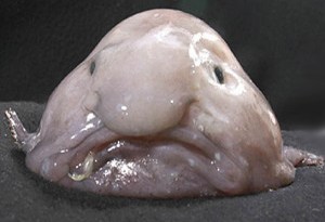 blog-fish