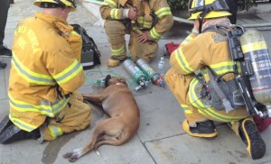 Dog-Rescued