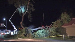 Tree-Onto-School