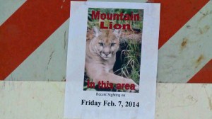mtnlionflyer