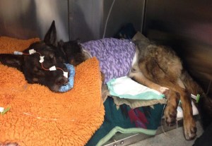 bruno-recovering-from-surgery
