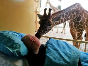 giraffe-goodbye-kiss