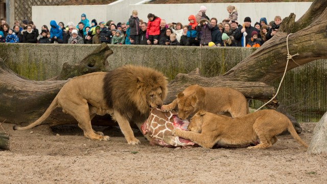 lions-copenhagen-zoo-giraffe