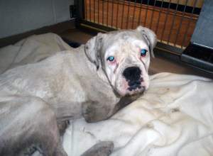 Rescuers were optimistic that the dog will be OK. (Credit: Riverside County Animal Services)