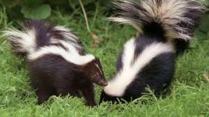 Authorities said a skunk, not pictured, found in Long Beach tested positive for rabies. (Credit: Carolyn Cole/Los Angeles Times)