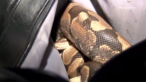 SnakeinBag