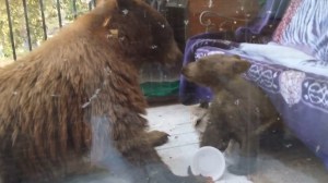 A mama bear and her baby bear were spotted in a Monrovia backyard on July 7, 2014 eating Cocoa Krispies. (Credit: Michael Kunch) 