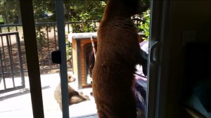 A mama bear and her baby bear were spotted in a Monrovia backyard on July 7, 2014. (Credit: Michael Kunch)