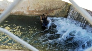 A German shepherd that became trapped in a canal in Indio is seen in this photo provided by the Riverside County Department of Animal Services. 