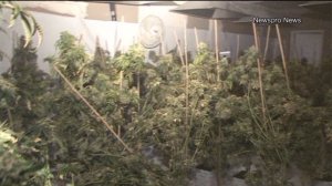 Authorities discovered hundreds of marijuana plants inside a home that caught fire on July 2, 2014. (Credit: Newspro News)