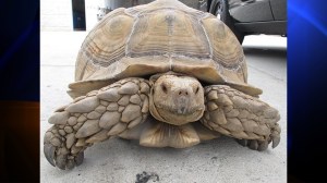 Dirk the tortoise is seen in this photo provided by the Alhambra Police Department. 