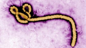 Ebola virus (Credit: CDC)